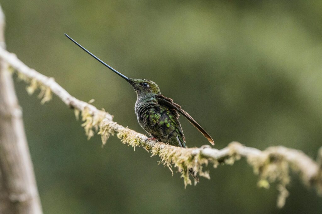 A Green-Fronted Lancebill hummingbird perched on a mossy branch in Bogotá, Colombia, showcasing its elegant long bill.