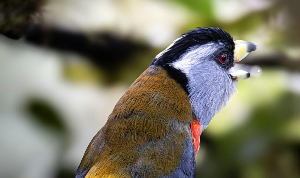 A vibrant bird in a Colombian forest, showcasing stunning plumage and natural beauty.